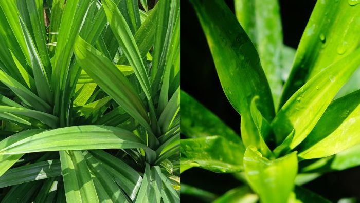 daun suji