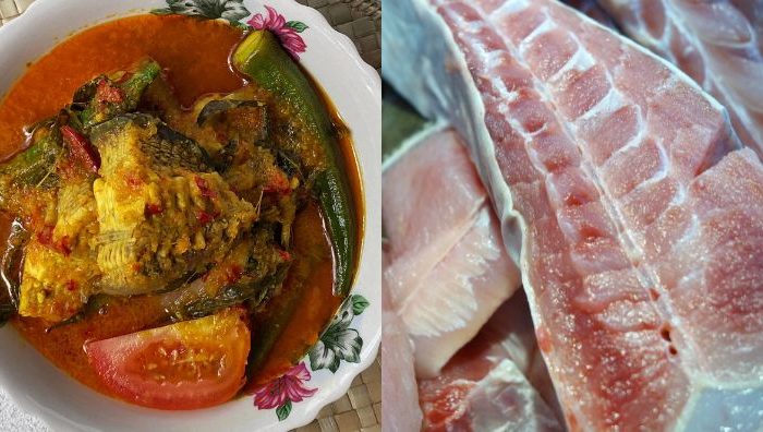 ikan pari