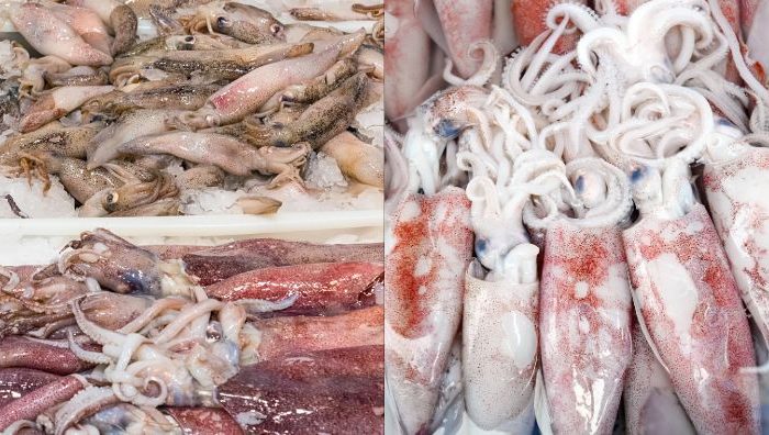 jenis sotong