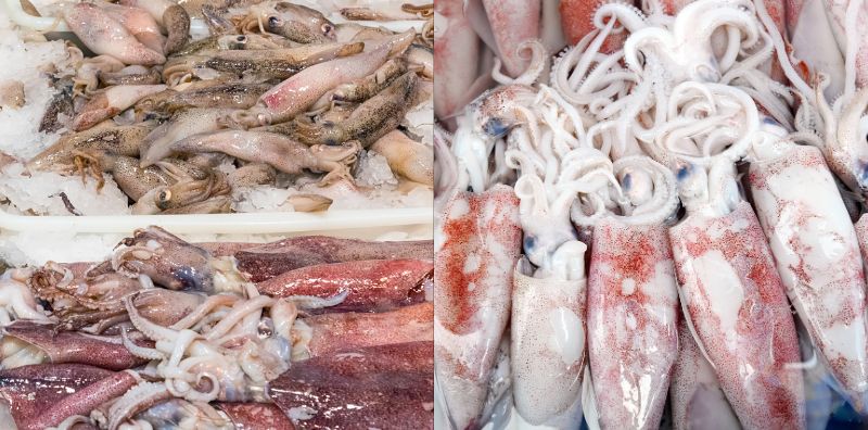 6 Jenis Sotong Popular Di Malaysia, Yang ‘Satu’ Ini Paling Banyak Diguna Dalam Masakan