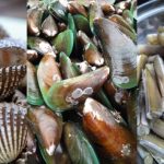 5 Jenis Kerang Di Malaysia Dan Cara Memasaknya, Patutlah Isi Sedap Luar Biasa!