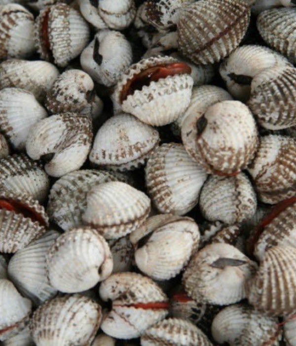 jenis kerang di Malaysia