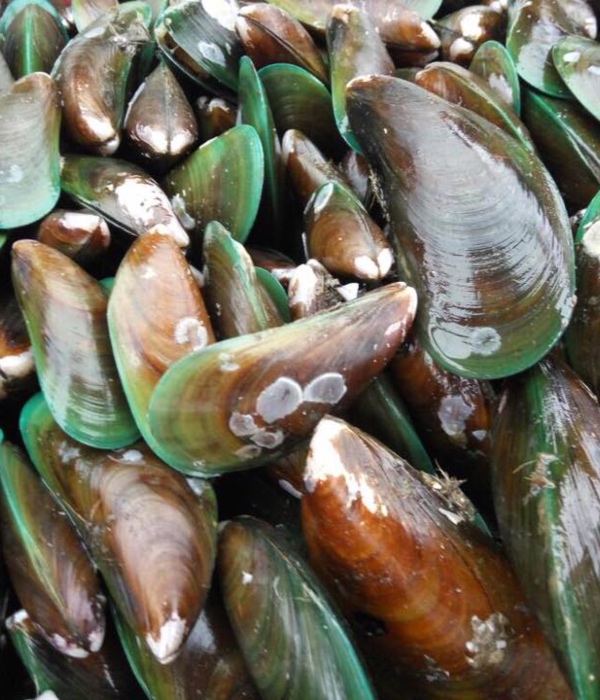 jenis kerang di Malaysia