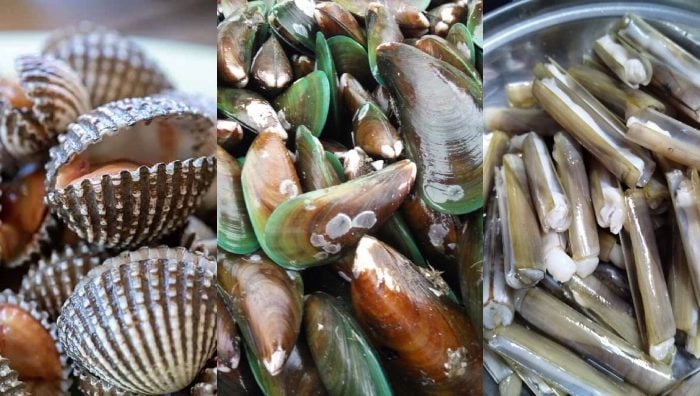 jenis kerang di Malaysia