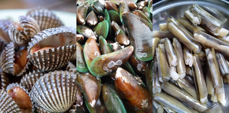 jenis kerang di Malaysia