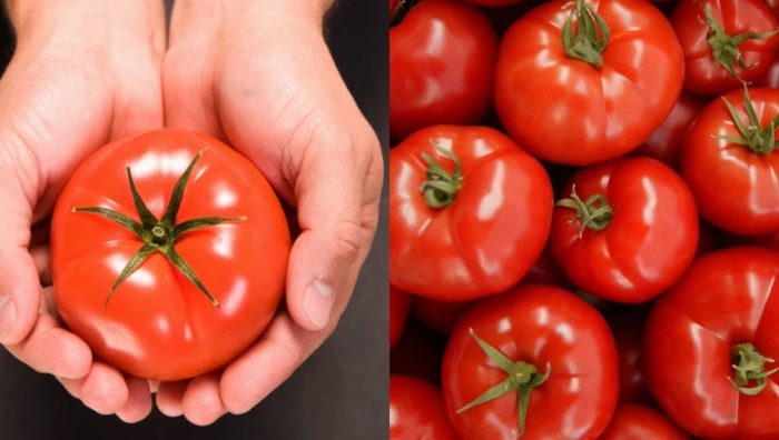 tips pilih tomato