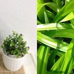 Tips Buat Air Pandan Berwarna Cantik, Dah Seminggu Pun Aromanya Tak Hilang