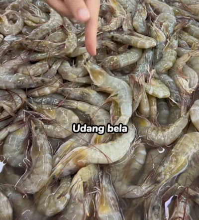 udang laut