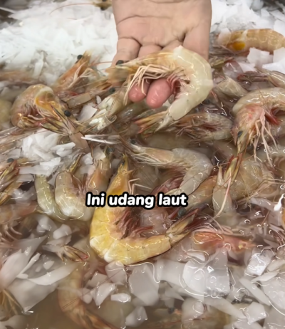 udang laut