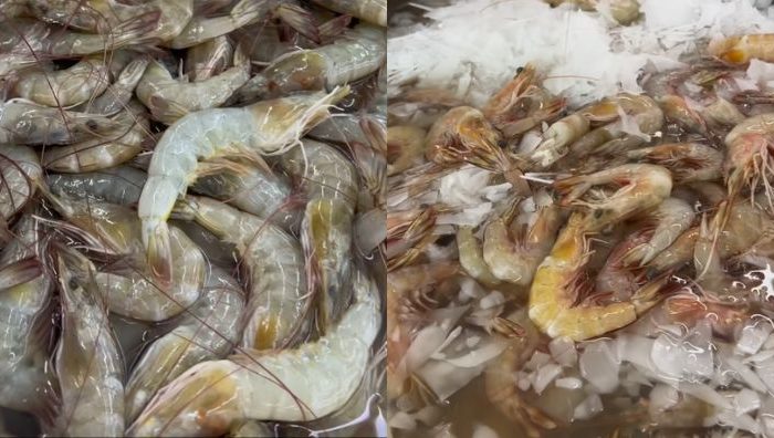 udang laut