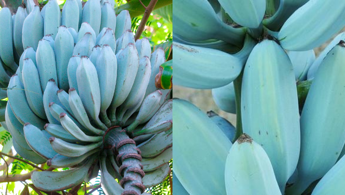 buah pisang