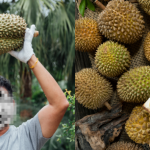 Hanya Petik Buah Durian, Lelaki Ini Dedah Raih Pendapatan RM9,227 Sebulan!