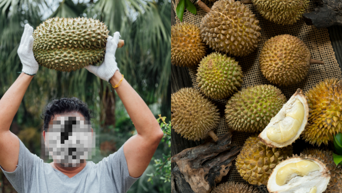 petik buah