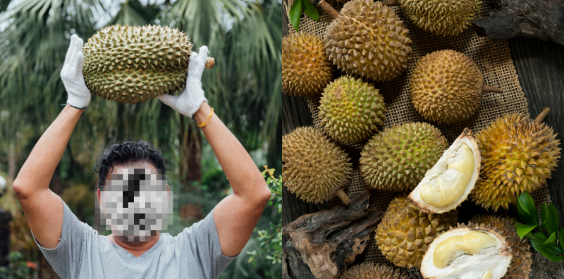 Hanya Petik Buah Durian, Lelaki Ini Dedah Raih Pendapatan RM9,227 Sebulan!