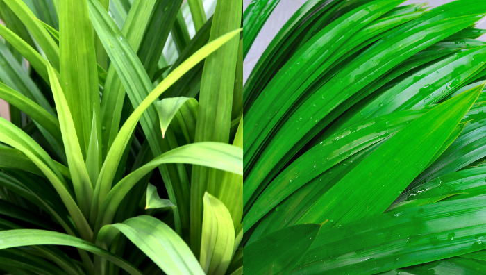 daun pandan