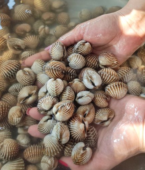 kopek kerang