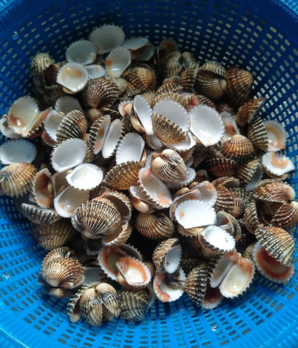 kopek kerang