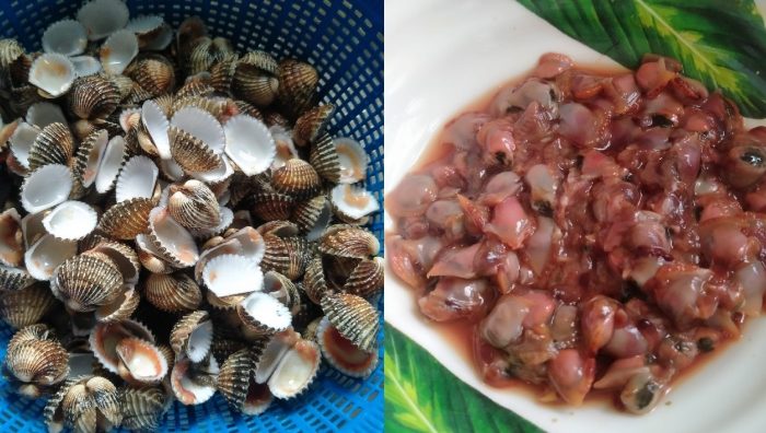 kopek kerang
