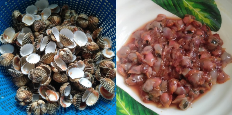 kopek kerang