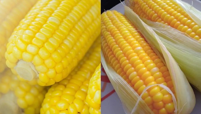 simpan jagung tahan lama