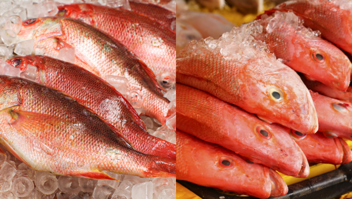 ikan merah laut