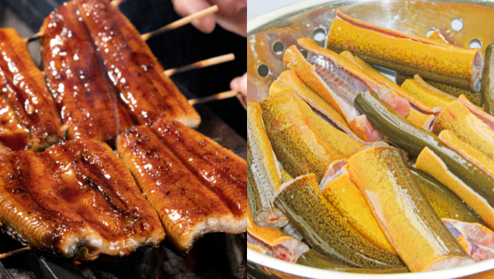 ikan belut