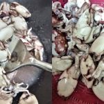 Cara Buang Air Sotong Yang Betul, Boleh Elak Lauk Jadi Kecut Atau Liat Nanti