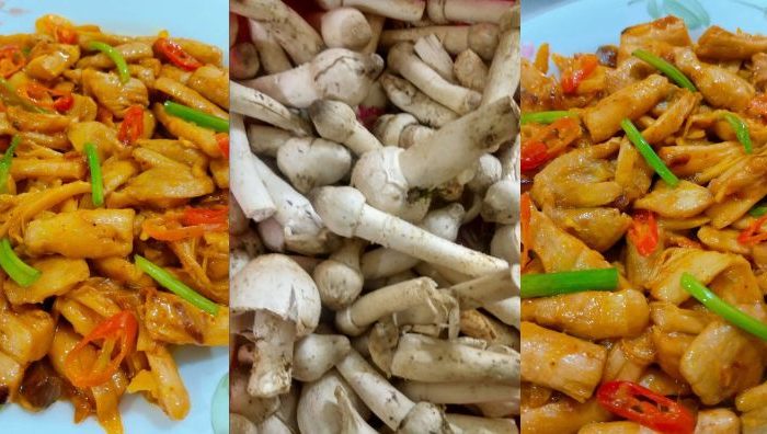 cendawan busut goreng kunyit