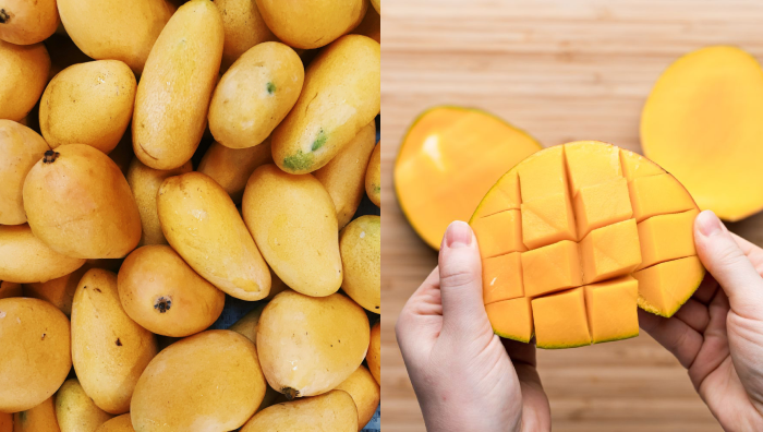 jenis mangga
