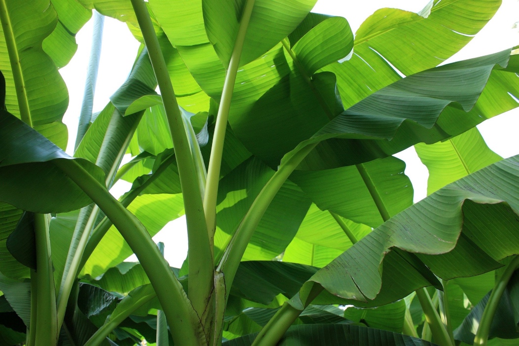 kebaikan daun pisang