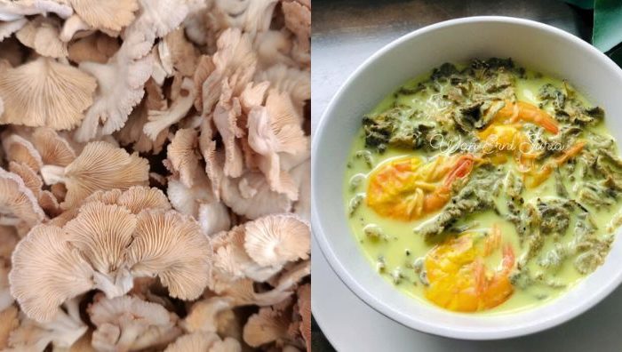 kulat sisir masak lemak