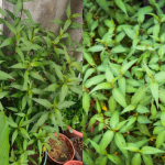 Tip Tanam Pokok Daun Kesum, Guna Petua Ini Dijamin Lebat Merimbun!