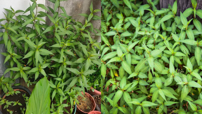 pokok daun kesum