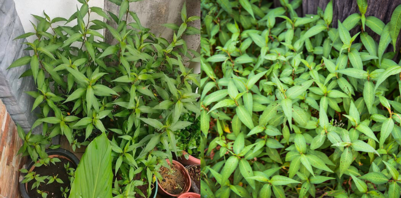 Tip Tanam Pokok Daun Kesum, Guna Petua Ini Dijamin Lebat Merimbun!