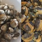Teknik Cuci Kerang Supaya Isi Tak Berselut, Lebih Bersih Dan Mudah Dimasak