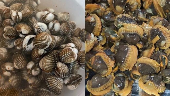 cuci kerang
