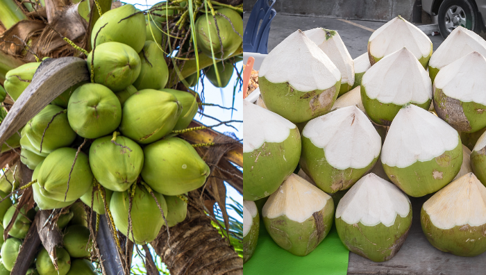 harga santan