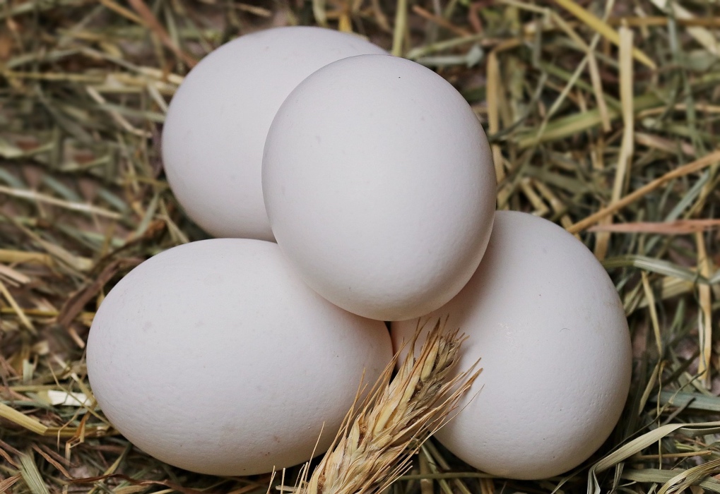 jenis-jenis telur ayam