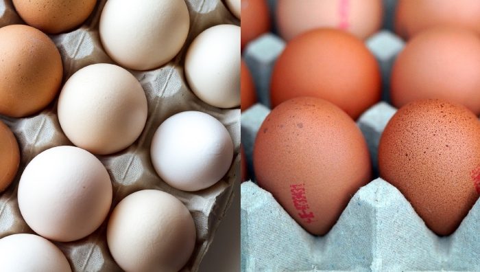 jenis-jenis telur ayam