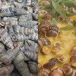Petua Cuci Siput Sedut Sampai Hilang Segala Lumpur & Lendir, Rasa Pun Jadi Manis!