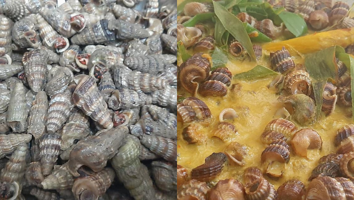 petua cuci siput sedut