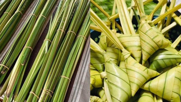 cara simpan daun palas