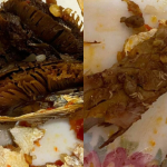 Suami Isteri Ini ‘Termakan’ Ikan Cencaru Berulat, Kembang Tekak Dibuatnya!
