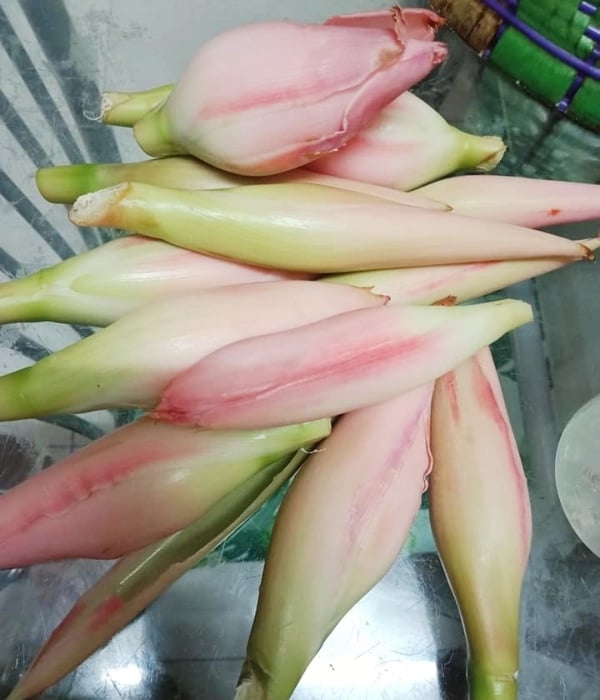 cara menyimpan bunga kantan