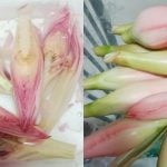 Rahsia Simpan Bunga Kantan Agar Tak Berbirat Hitam, Kekal Segar & Cantik Macam Baru Petik!