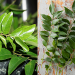3 Jenis Pokok Kari Di Malaysia, Jangan Main Petik Nanti Masakan Kurang ‘Wangi’!