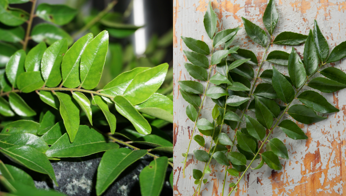 pokok daun kari