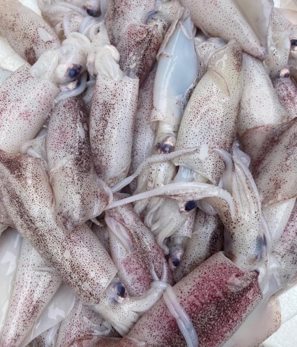 jenis sotong di Malaysia