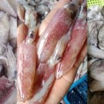 Jenis-Jenis Sotong Yang Selalu Orang Masak, Yang Mana Paling Padu Masak Sambal?