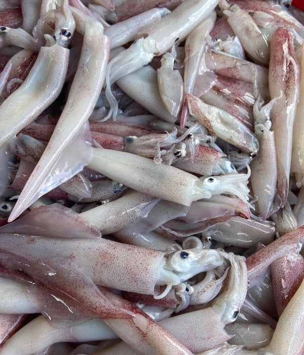jenis sotong di Malaysia